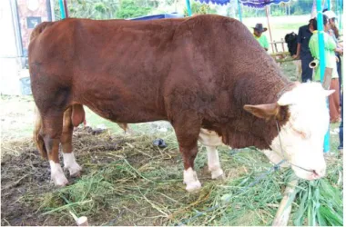 Gambar 1. Sapi Simmental 