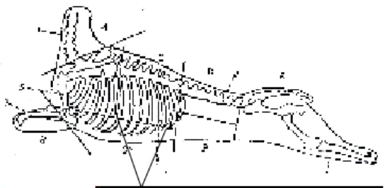 Gambar 1. Potongan Komersial Karkas Domba (Forrest et al., 1975)
