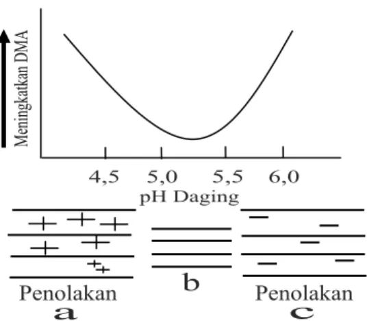 Gambar 1. Hubungan Daya Mengikat Air dengan Nilai pH Daging (a) ekses muatan  positif pada miofilamen, (b) muatan positif dam negative seimbang, dan  (c) ekses muatan negatif pada miofilamen (Wismer-Pederson, 1971)