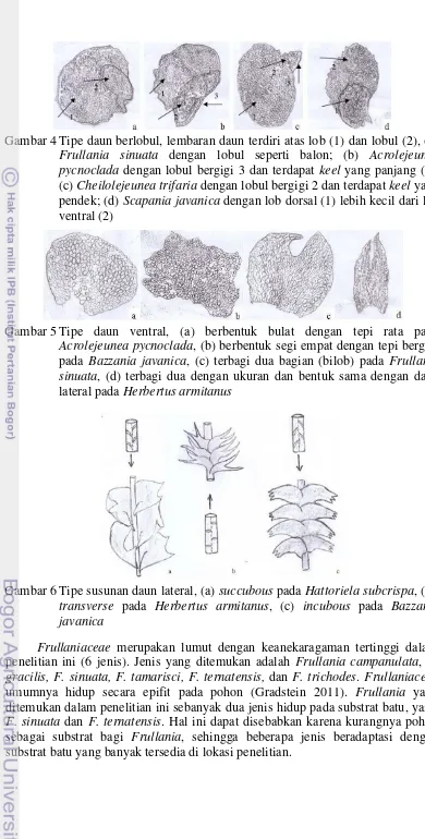 Gambar 4 Tipe daun berlobul, lembaran daun terdiri atas lob (1) dan lobul (2), (a)  
