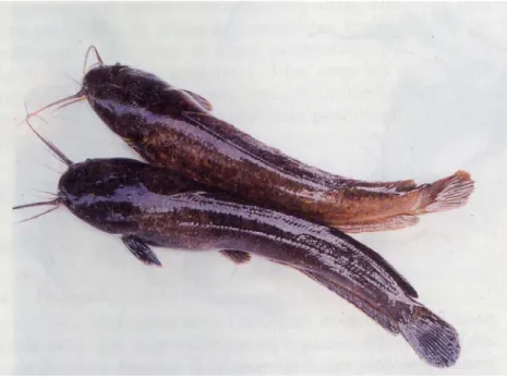 Gambar 7.  Morfologi ikan lele dumbo 