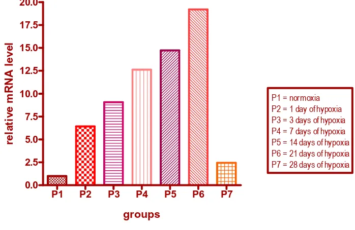 Figure 1. The HIF-1α mRNA level in each group, using Livak’s real-time PCR data analysis