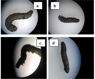 Gambar  4.3  Perbandingan  larva  kontrol  dengan  yang  mati  setelah  pemaparan (Dokumentasi pribadi)
