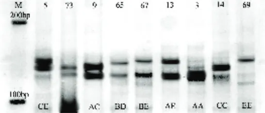 Gambar 1.  Pola pita lokus CSSM18 dielektroforesis pada gel poliakrilamida 8%. Kolom 2 genotipe CE, kolom 3 dan 4 genotipe AC, kolom 5 genotipe BD, kolom 6 genotipe BE, kolom 7 genotipe AE, kolom 8 AA, kolom 9 genotipe CC dan kolom 10 genotipe EE
