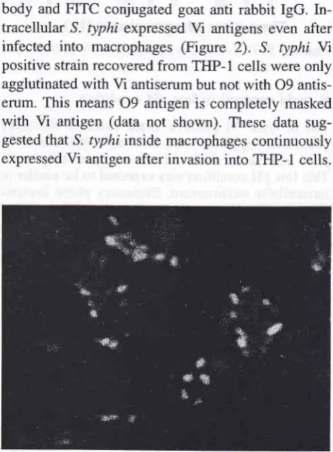 Figure l. Replication o/S. typhi and S. typhimurium inside rest-
