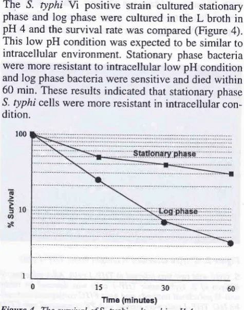 Figure 3. RT-PCR analysis of sigmafactorszlS. typhi inTHp-I