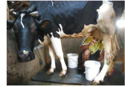 Gambar 6. Sapi perah jenis Friesien Holstein 
