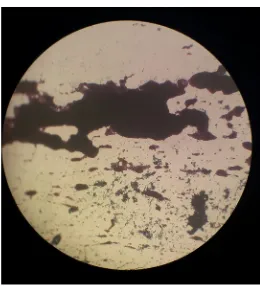 Gambar 3. Uji katalase S. aureus