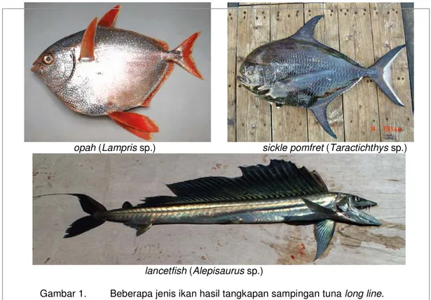 Gambar 1.  Beberapa jenis ikan hasil tangkapan sampingan tuna long line. 