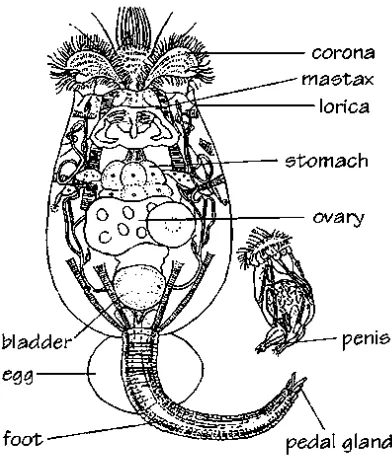 Gambar 2.1 Brachionus plicatilis (Betina ; Jantan) Menurut Koste (1980) 