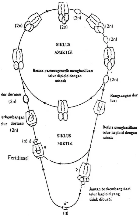 Gambar 2.2 Skema siklus hidup dan reproduksi Brachionus plicatilis                             menurut Barnes (1987)