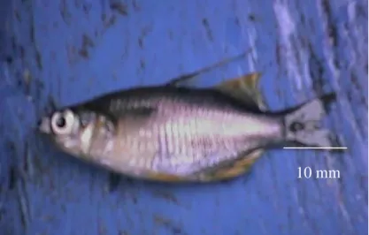 Gambar 1.  Ikan opudi (Telmatherina celebensis). 