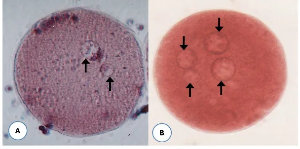 Table 1. Number of oocytes fertilized in in vitro fertilization of sheep oocytes using cryopreserved spermatozoa