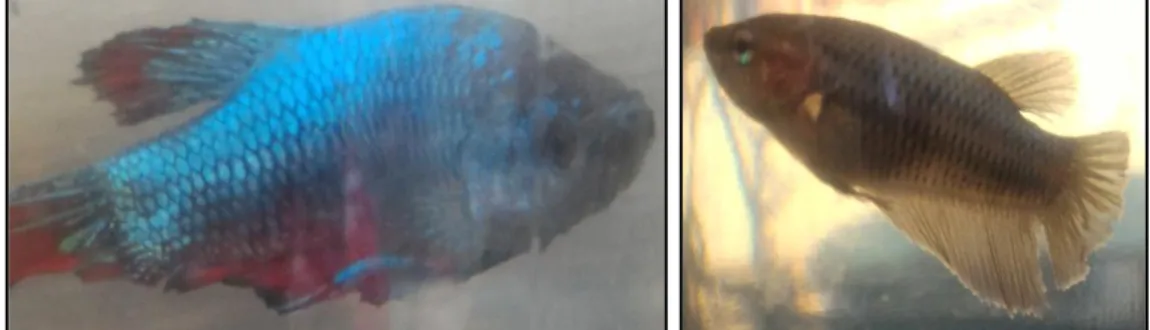 Gambar 1. Warna Terang pada Ikan Cupang jantan dan Kusam Pada Ikan Cupang Betina 