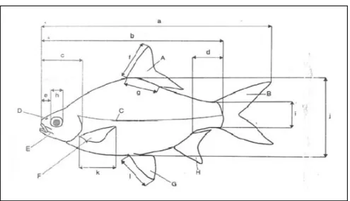 Gambar 1.  Skema ikan untuk menunjukkan ciri-ciri morfologi  utama dan ukuran-ukuran yang digunakan dalam identifikasi (A)  sirip punggung, (B) sirip ekor, (C) gurat sisi, (D) lubang hidung,  (E) sungut, (F) sirip dada, (G) sirip perut, (H) sirip dubur, (a