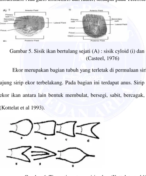 Gambar 5. Sisik ikan bertulang sejati (A) : sisik cyloid (i) dan ctenoid (ii)  (Casteel, 1976) 