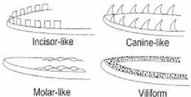 Gambar 3. Tipe – tipe gigi di rahang bawah ikan (Kottelat et al 1993)  Keterangan : 