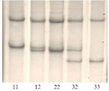 Figure 1. PCR product of CAST gene, M (marker)= 100 bp ladder, 1-