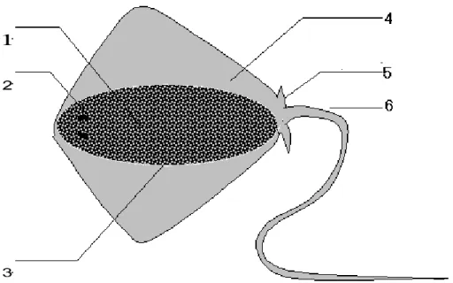 Gambar 4-1. Struktur dan morfologi ikan pari  