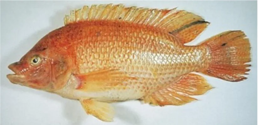 Gambar 4-6. Oreochromis niloticus  Linnaeus, 1758 (FAO, 2008) 