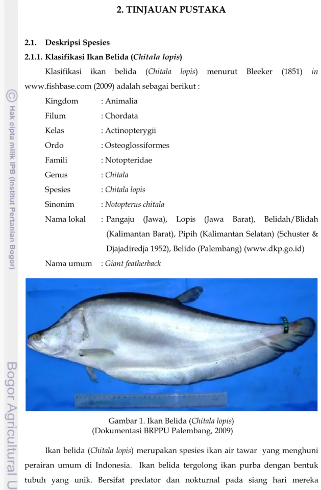 Gambar 1. Ikan Belida (Chitala lopis)                                   (Dokumentasi BRPPU Palembang, 2009)