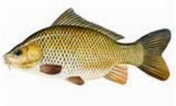 Gambar 1. Ikan Mas (C. carpio)            (Sumber: www.fao.org)  B. Morfologi dan Anatomi  