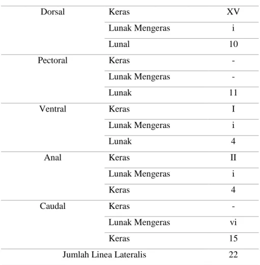 Tabel 4. Data meristik ikan mas kelompok 22 