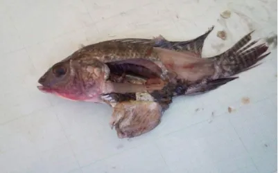 Gambar 2. Anatomi ikan nila 