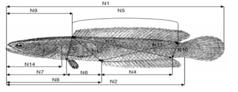 Gambar 7 .        Skema diagram pengukuran parameter-parameter karakter morfometrik  ikan gabus gabus (Channa striata, Bloch 1793)
