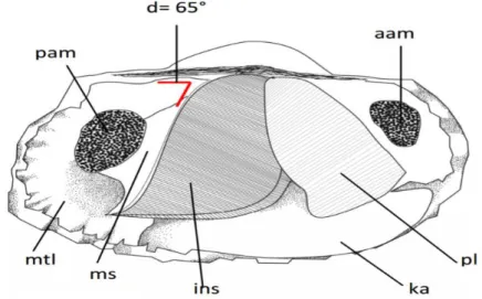 Gambar 2. 2 Anatomi Kerang Merah (Anadara granosa)   Sumber: Ambarwati, R &amp; Trijoko (2010, h ; 5)  Keterangan : 