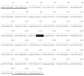 Figure 1. Primary sequence of Pit-1 gene from Bos taurus (GenBank accession number: EF090615)