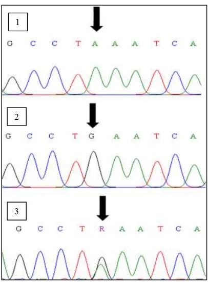 Figure 4. Sequence of Pit-1|Hinf-1 gene fragment obtained from sequencing of the cattle with AA (1), BB (2) and AB (3) genotypes