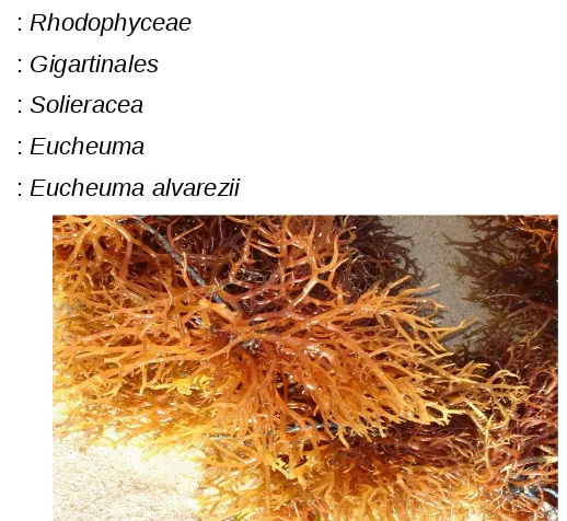 Gambar 1. Eucheuma cottonii
