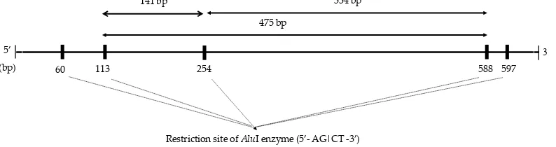 Figure 1. The result of CAST gene PCR fragments electrophoresis. Note: M= marker, 1-27 = number of animal)