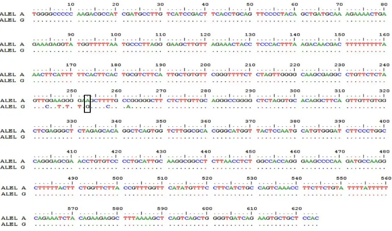 Figure 4. Mutation of A (adenine) to G (guanine) in 253 bp of the restriction site of CAST|AluI in Bali bull