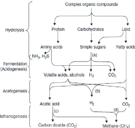 Gambar 2. Skema reaksi fermentasi anaerobik (Drapcho, 2008)                                     