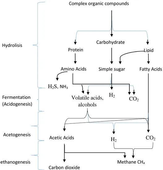 Gambar 2. Skema reaksi fermentasi anaerobik (Drapcho, 2008)