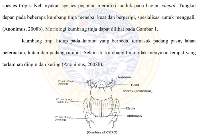 Gambar 1. Morfologi Kumbang Tinja (Baigent, 2004) 