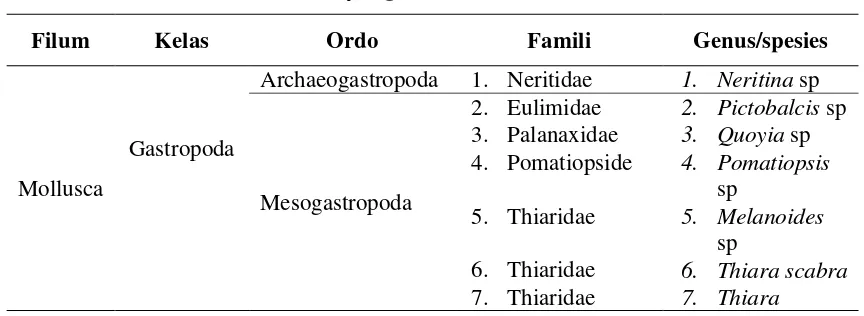 Tabel 4.2.  Makrozoobentos yang ditemukan di Lokasi Penelitian 