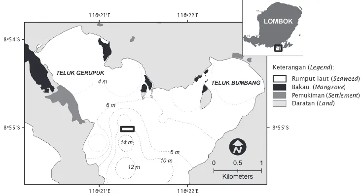Gambar 1. Peta lokasi penelitian di Teluk Gerupuk, Lombok Tengah, Nusa Tenggara Barat,dan posisi budidaya rumput lautFigure 1.Map of the study area in Gerupuk Bay, Central Lombok, West Nusa Tenggara,and position of seaweeds aquaculture