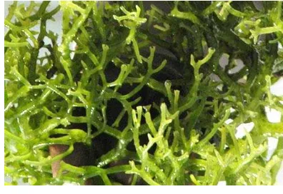 Gambar 2 Rumput laut Euchema cottonii 