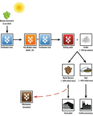 Fig. 1 Processing ofto extract agar and produceGracilariawaste biomass has no current use,but can be used as a substrate forfunctional charcoals to treat waste Gracilaria waste biomass