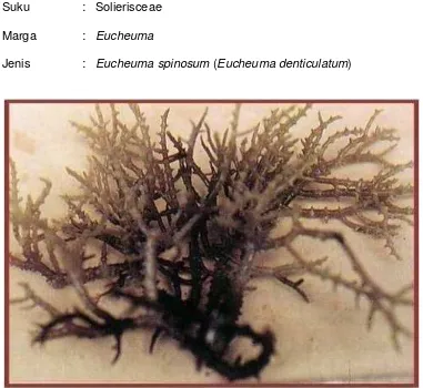 Gambar 2.  Eucheuma  spinosum (E . denticulatum) 