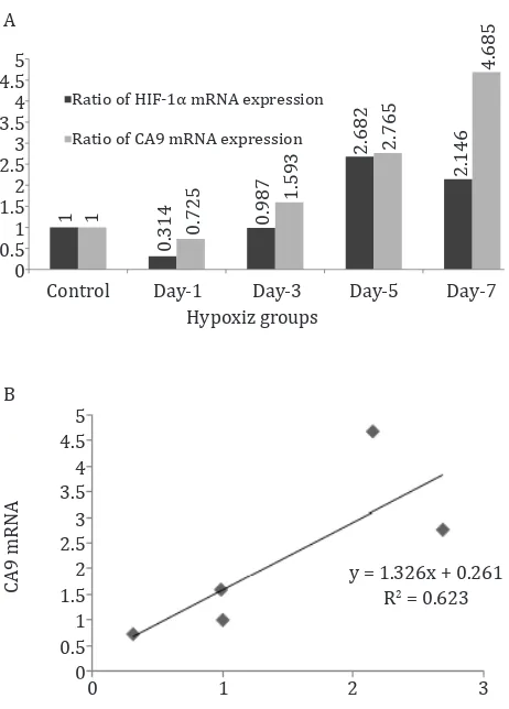 Figure 3. A) Relative expression of GLS1 mRNA in kidney tissue Control1 Day3 Days5 Days7 Days