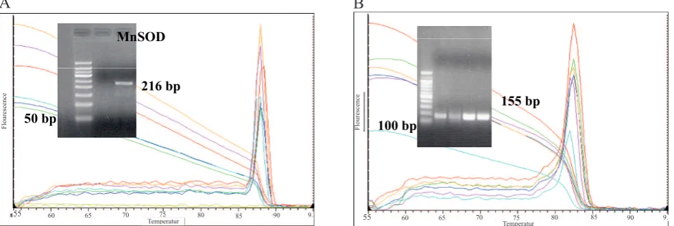 Figure 1. Melting Curve Analysis. Insert: Electrophoresis on 2 % agarose gel for (A) MnSOD gene (216 bp); (B) 18S    rRNA gene (155 bp)