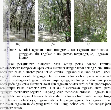 Gambar 3  Kondisi tegakan hutan mangrove. (a) Tegakan alami tanpa 