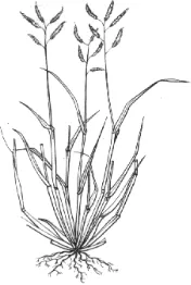 Gambar 16. Pennisetum purpureum Schumach 