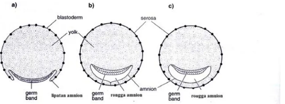Gambar  4  Perkembangan ‘amnion cavity’ (Chapman 1998) 