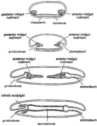 Gambar  5  Pembentukan saluran pencernaan (Chapman 1998) 