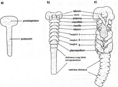 Gambar  6  Perkembangan appendages serangga (Chapman 1998) 